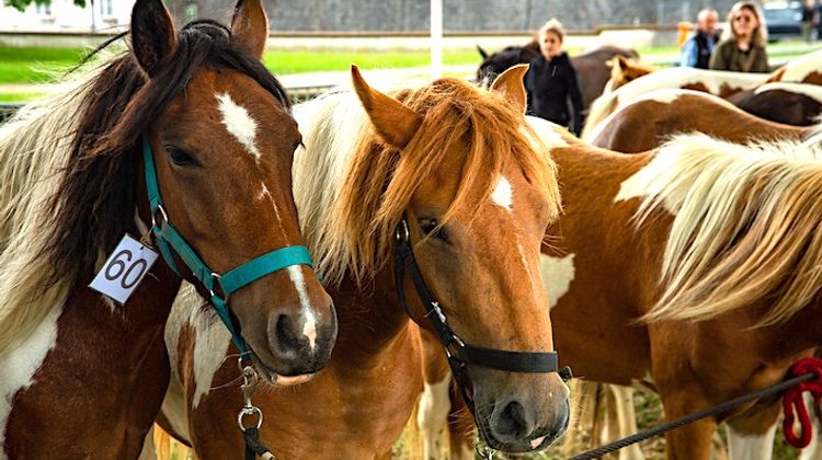 POTTOKA EGUNA - Bayonne reçoit le petit cheval sauvage et ancestral